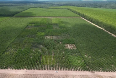 Plantio e validação de clones de eucalipto para diferentes regiões do estado de Mato Grosso