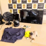 Polícia Civil esclarece furto em Rondonópolis e recupera carro, eletrônicos e filhote de Shih Tzu