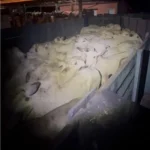 Furto de gado é frustrado pela Polícia no interior de Mato Grosso