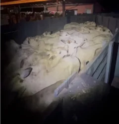 Furto de gado é frustrado pela PM em Barra do Garças