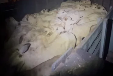 Furto de gado é frustrado pela PM em Barra do Garças