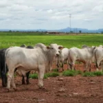 Produção da pecuária de Mato Grosso deve movimentar R$ 42,1 bilhões em 2026