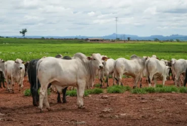 Produção da pecuária de Mato Grosso deve movimentar R$ 42,1 bilhões em 2026