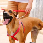 Projeto que resgata animais em Várzea Grande recebe apoio de campanha contra maus-tratos