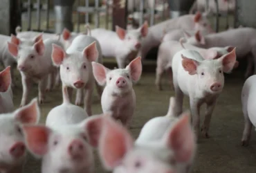 Quaresma pressiona demanda e mantém preços da suinocultura em baixa no país