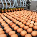 Queda no preço dos ovos reduz poder de compra de avicultores paulistas em abril