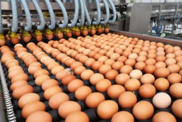 Queda no preço dos ovos reduz poder de compra de avicultores paulistas em abril