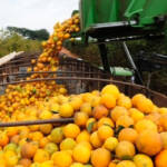 Safra de laranja 2026/27 começa sob incertezas e preocupa setor citrícola