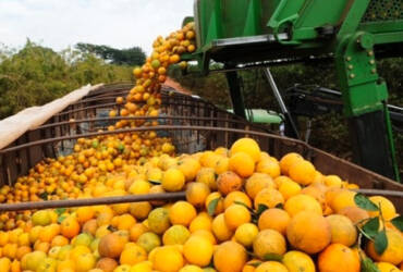 Safra de laranja 2026 27 começa sob incertezas e preocupa setor citrícola