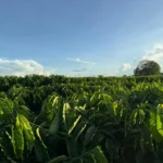 Rota do Café avança e fortalece cafeicultura em MT