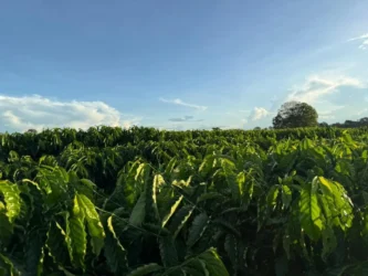 Foto de plantação de café com céu azul e folhagem verde