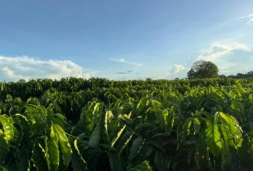 Foto de plantação de café com céu azul e folhagem verde