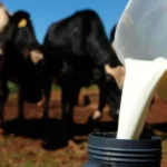Leite reage no campo, derivados sobem e custos seguem pressionando o produtor
