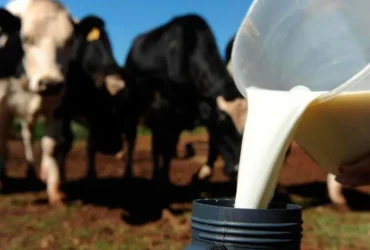 Leite reage no campo, derivados sobem e custos seguem pressionando o produtor