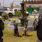 Cuiabá sedia 5º Torneio de Cães Policiais com demonstrações de faro e captura na Acadepolp