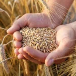 Trigo deve ter uma das menores safras em anos e preços reagem no mercado interno