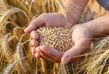 Trigo deve ter uma das menores safras em anos e preços reagem no mercado interno