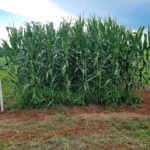 Braquiária pode elevar produtividade da soja em até 15%, aponta estudo nacional