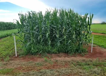 Braquiária pode elevar produtividade da soja em até 15%, aponta estudo nacional