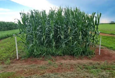 Braquiária pode elevar produtividade da soja em até 15%, aponta estudo nacional
