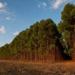 Audiência pública vai debater aumento no consumo de biomassa de floresta nativa em MT