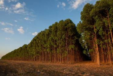 Audiência pública vai debater aumento no consumo de biomassa de floresta nativa em MT