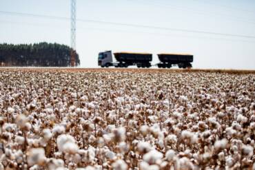 Redução das chuvas coloca lavouras de segunda safra em alerta em Mato Grosso