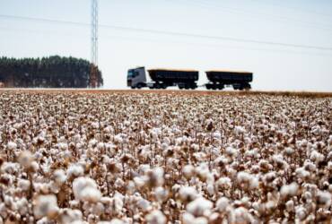 Redução das chuvas coloca lavouras de segunda safra em alerta em Mato Grosso