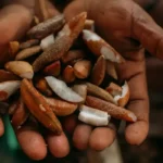 Bioeconomia ganha impulso com bolsas para imersão na Amazônia