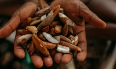 Bioeconomia ganha impulso com bolsas para imersão na Amazônia