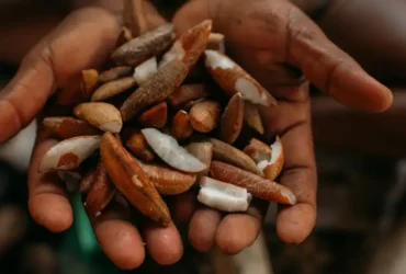 Bioeconomia ganha impulso com bolsas para imersão na Amazônia