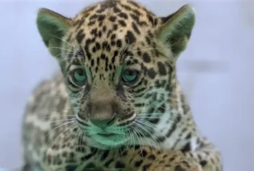 Onça-pintada Xingu nasce em BioParque e reforça preservação da espécie