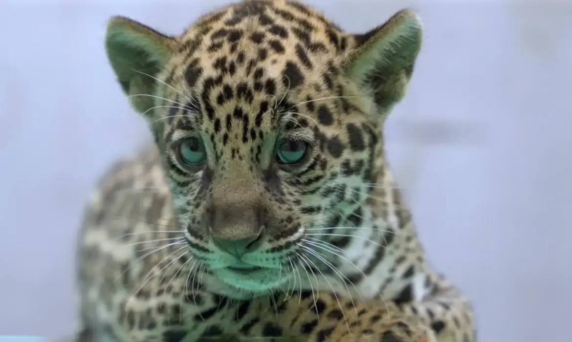 Onça-pintada Xingu nasce em BioParque e reforça preservação da espécie
