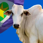 Preço da arroba do boi gordo hoje: Mato Grosso lidera altas e mercado liga alerta no pós-feriado