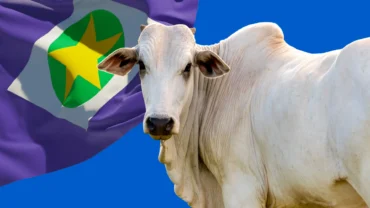 Boi gordo mato grosso