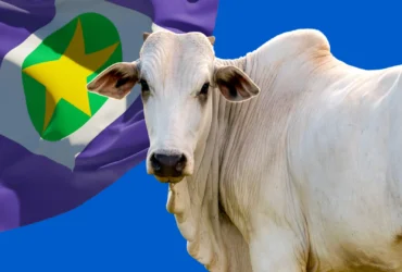 Boi gordo mato grosso