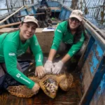 Tartarugas-cabeçudas reaparecem na baía de guanabara e despertam estudos sobre comportamento da espécie