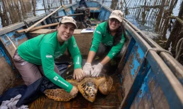 Tartarugas-cabeçudas reaparecem na baía de guanabara e despertam estudos sobre comportamento da espécie