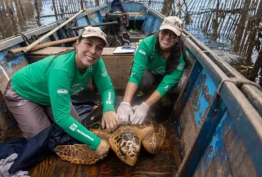 Tartarugas-cabeçudas reaparecem na baía de guanabara e despertam estudos sobre comportamento da espécie