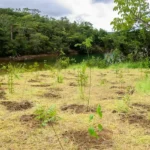 Parque da Serrinha do Paranoá não protege área destinada ao BRB