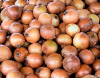 Chuvas na argentina podem mudar mercado da cebola e favorecer chile nas exportações ao brasil