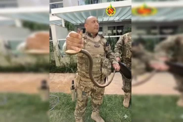 Cobra resgatada asa sul