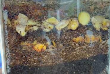 Compostagem nas escolas de Lucas do Rio Verde transforma resíduos em adubo de alta qualidade