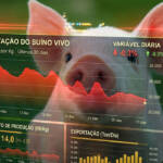 Cotações do suíno no Brasil: entenda como funciona o mercado, os preços atualizados e o que influencia o valor da carne suína