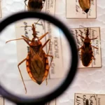 Chagas: Ministério da Saúde anuncia R$ 12 milhões para reforçar combate à doença