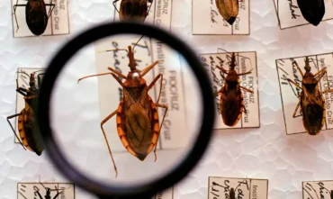 Chagas: Ministério da Saúde anuncia R$ 12 milhões para reforçar combate à doença
