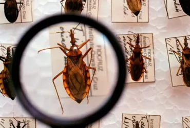 Chagas: Ministério da Saúde anuncia R$ 12 milhões para reforçar combate à doença