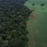 Florestas: Brasil reduz em 42% perdas em 2025, aponta estudo