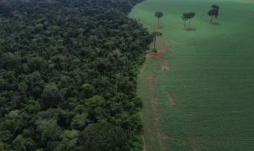 Florestas: Brasil reduz em 42% perdas em 2025, aponta estudo