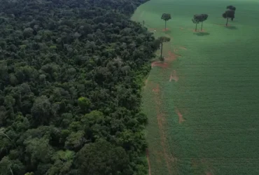 Florestas: Brasil reduz em 42% perdas em 2025, aponta estudo